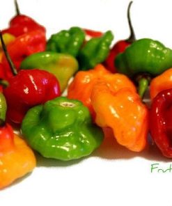 Ajíes Dulces de Puerto Rico 1 libra, Aji Dulce, Sweet Pepper, Aji Cachuca